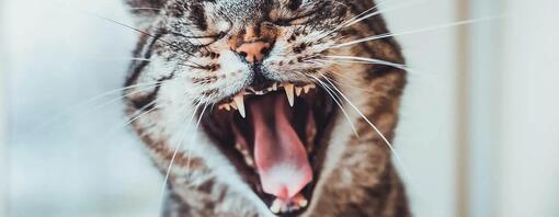 Gros plan d'un chat qui siffle.