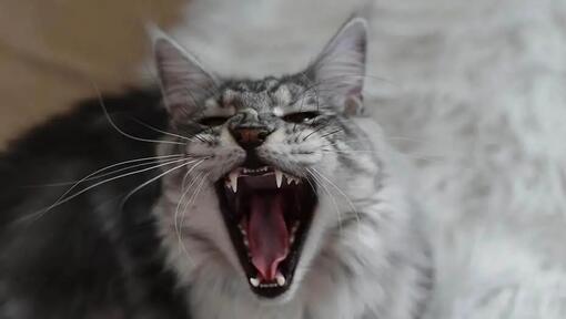 Sifflement d'un chat malheureux.