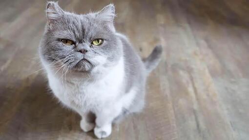 Chat gris grincheux assis.