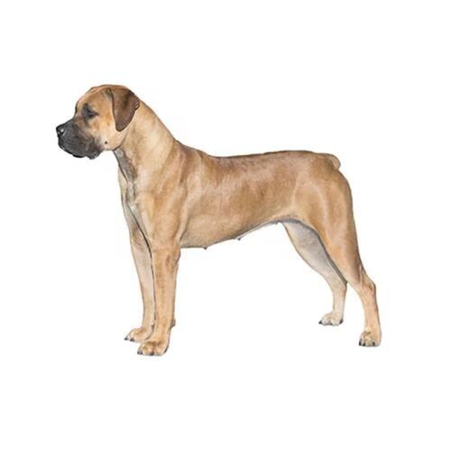 Boerboel