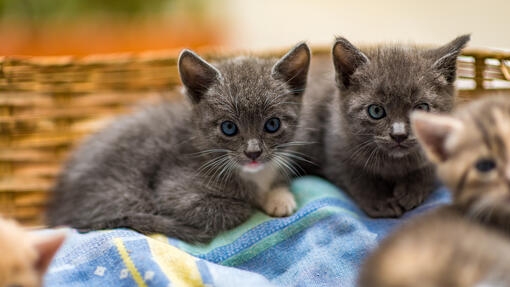 Deux chatons gris dans un panier