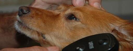 dierenarts controleert de ogen van een hond