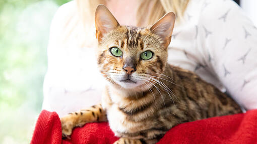 Kat zittend op de Bank