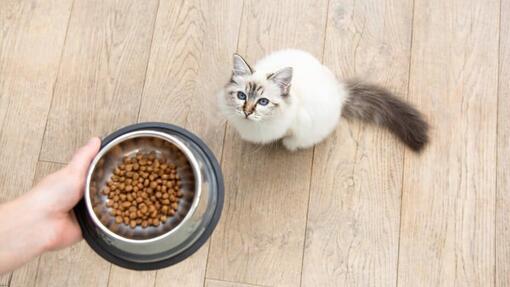 blauwogige kat krijgt vol eetbakje