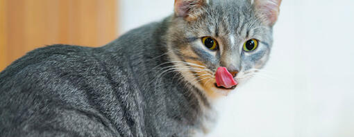 een kat likt zijn lippen