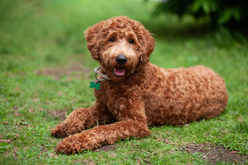 labradoodle couché dans l’herbe