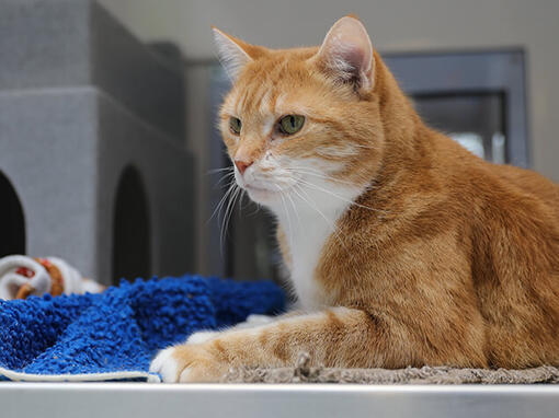 Rode kat bij de dierenarts