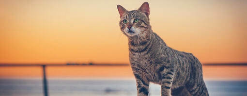 Chat regardant au loin