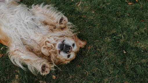 Golden Retriever in the grass looking happy