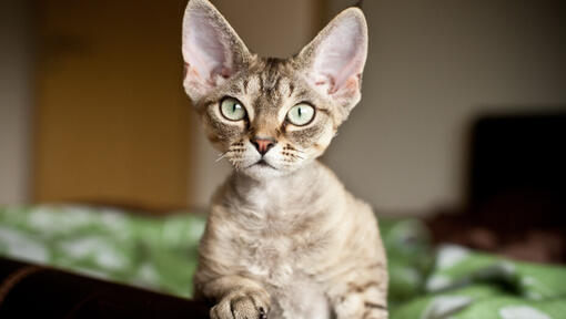 Een devon rex met grote oren