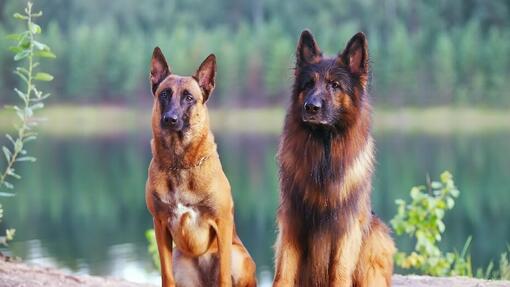 Belgian Shepherd vs German Shepherd 1