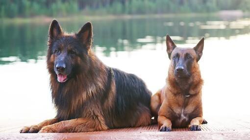 Belgian Shepherd vs German Shepherd 2