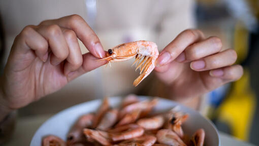 Mogen honden garnalen eten?