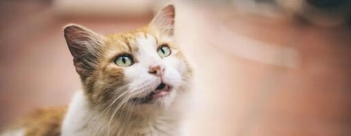 Mijn kat braakt zijn brokjes uit