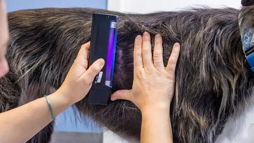 Diagnostiquer la teigne chez les chiens