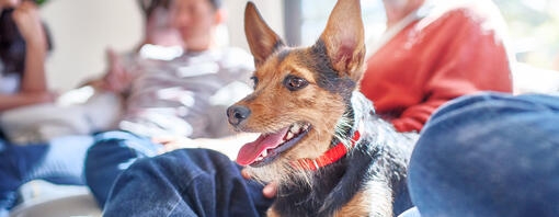 kleine zwart-bruine hond zit bij meerdere mensen