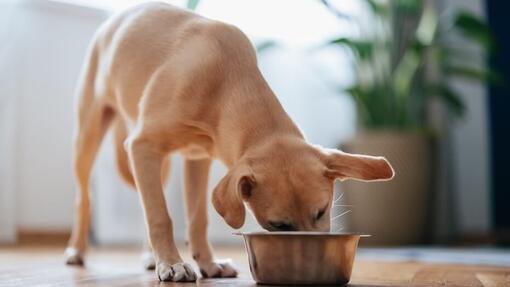 Dog eating from a bowl
