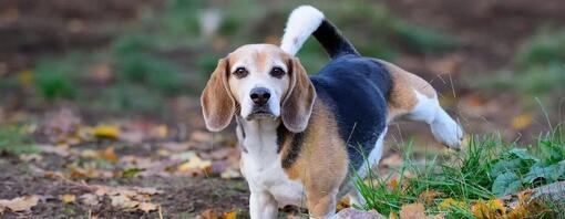 Sang dans les urines chez le chien