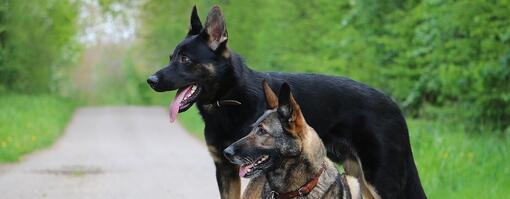 Belgian Shepherd vs German Shepherd – Hero
