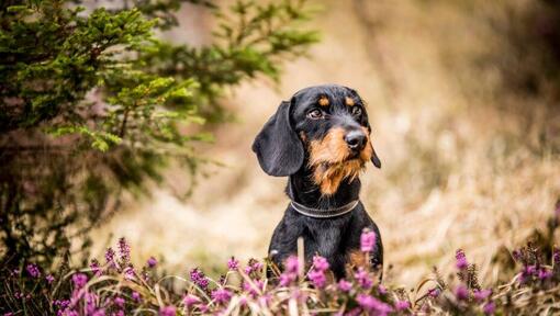 Hond in een veld met bloemen
