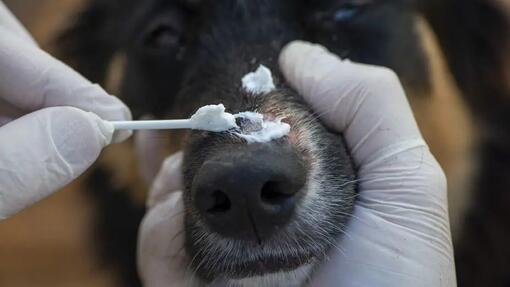 pomade sur le museau du chien