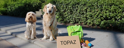 2 honden voor villa Samson