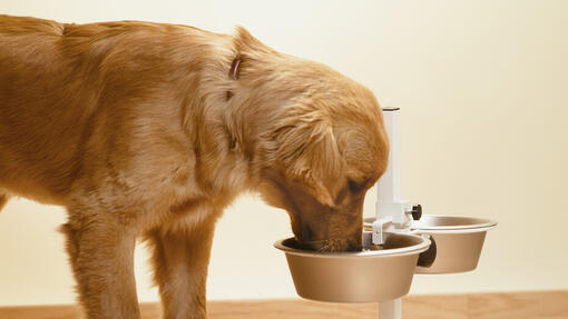 Golden eet uit zijn voerbak