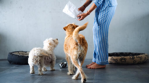 2 honden wachten op hun eten