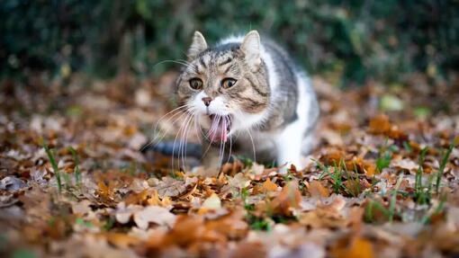 Mijn kat braakt zijn brokjes uit