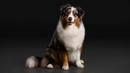 Pro Plan Australian Sheppard