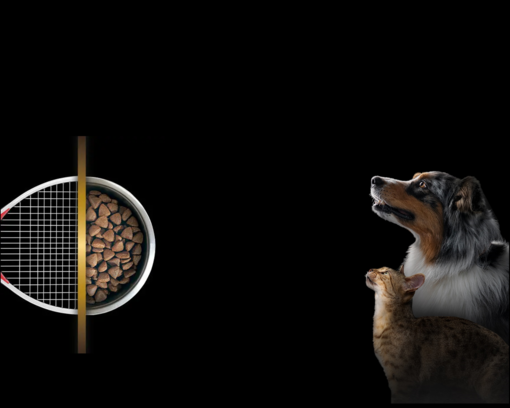 Raquette de tennis et chien et chat