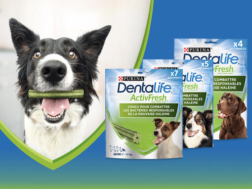 PURINA® Dentalife® ActivFresh