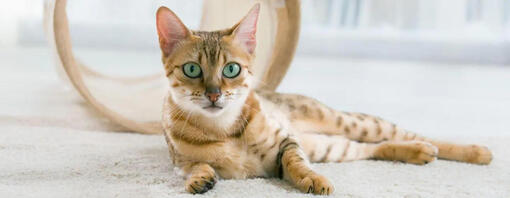 Comment couper les griffes de son chat : guide pratique et astuces