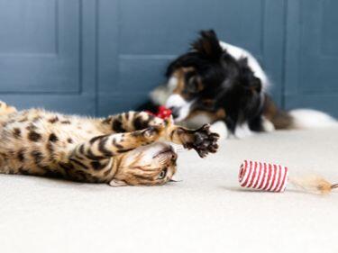 Tabby kitten spelen met een speeltje