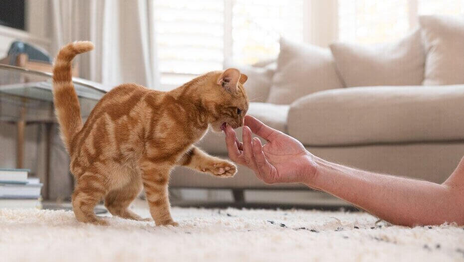 Cat Hairballs What You Should Know1 Rosse kat speelt met de eigenaar