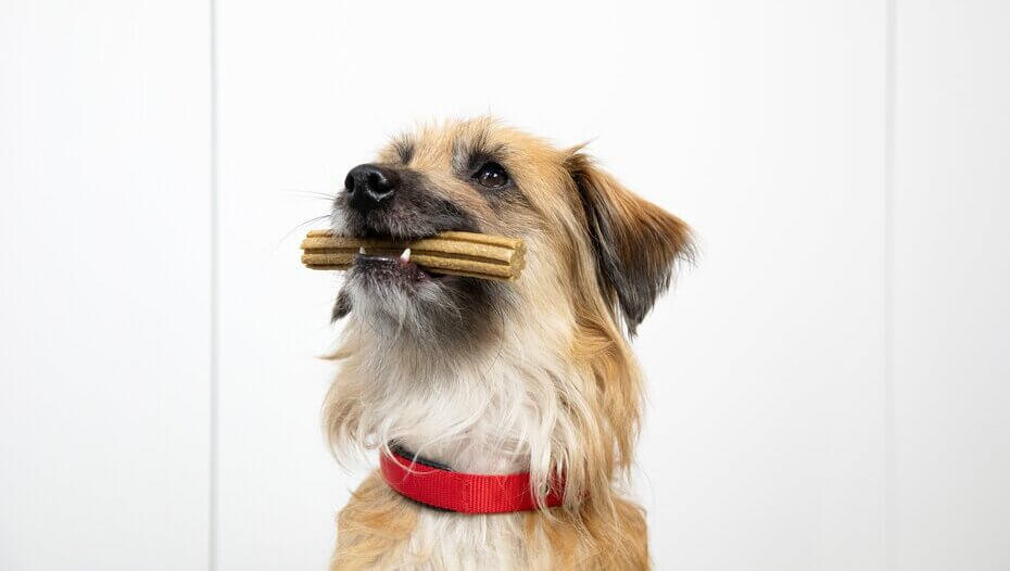 Brown dog sitting with a Dentalife stick in it's mouth Bruine hond zit met een Dentalife stick in zijn mond
