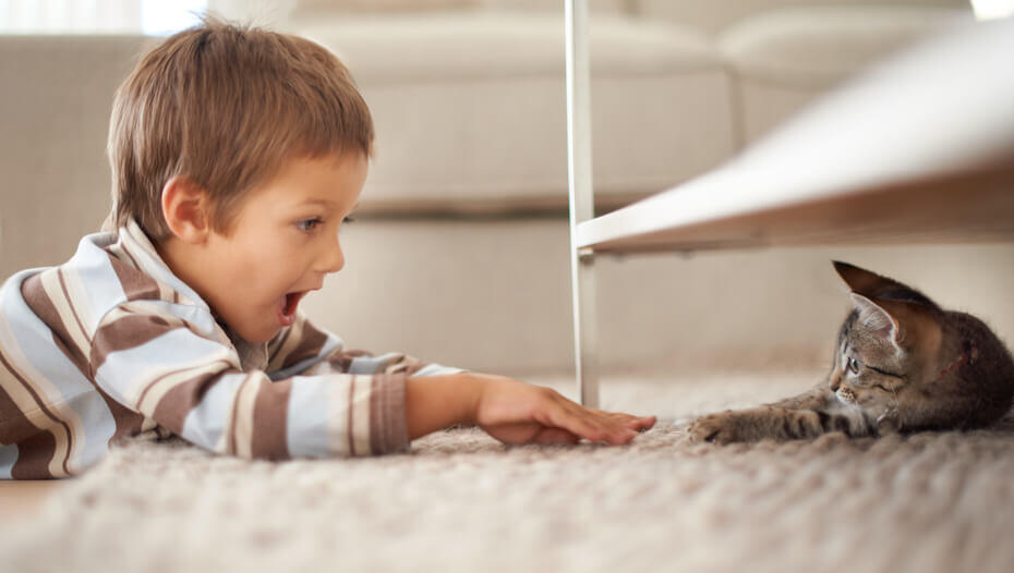 Dark furred kitten hiding under a shelf, playing with young boy Donker bont katje verstopt onder een plank, spelen met jonge jongen
