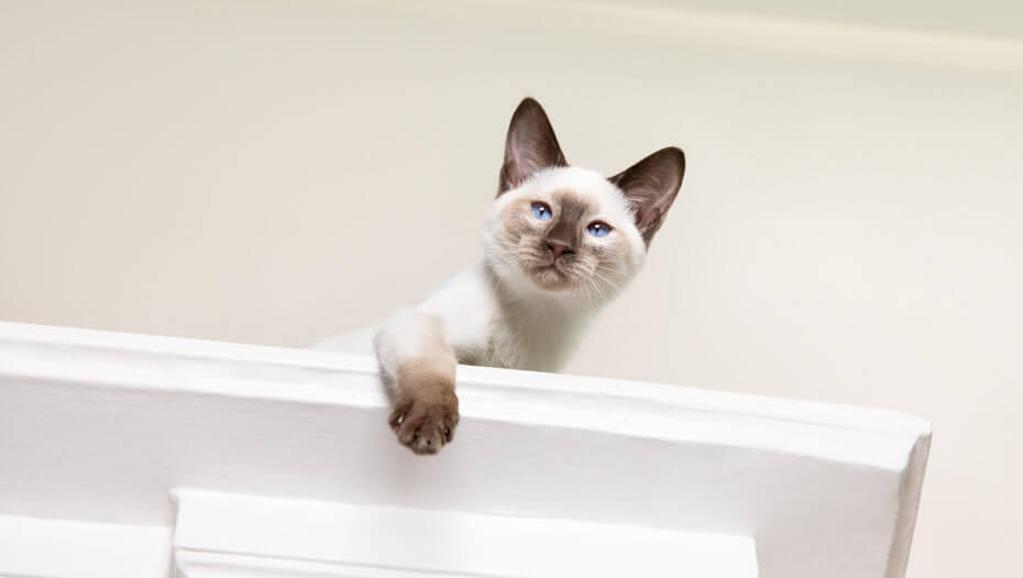 cat peeking out from on top of a wardrobe Kat gluren uit bovenop een kledingkast