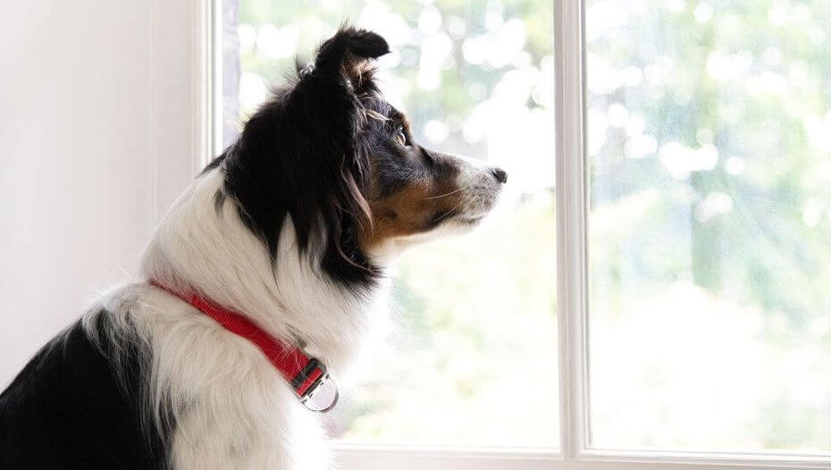 Helping a scared dog Hond met rode kraag kijkt uit het raam