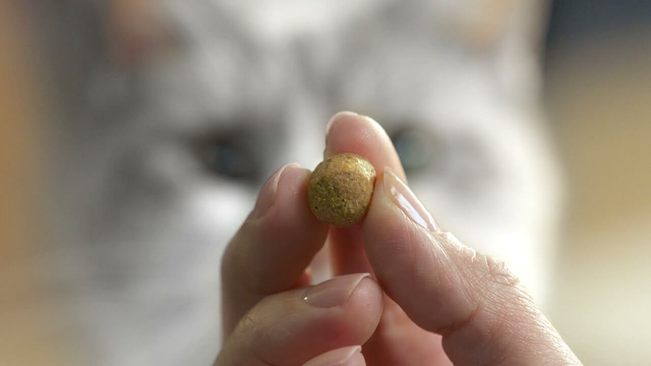 Ontdenk Purina Dentalife voor katten