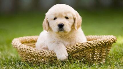 Gouden Retriever puppy zittend in een mand.