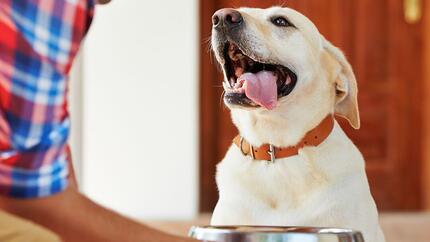Les chiens peuvent-ils rire et sourire ?