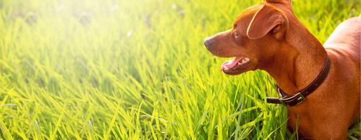 petit chien debout dans l'herbe