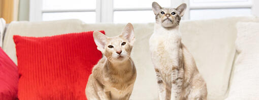 Deux chats assis sur un canapé avec des coussins rouges