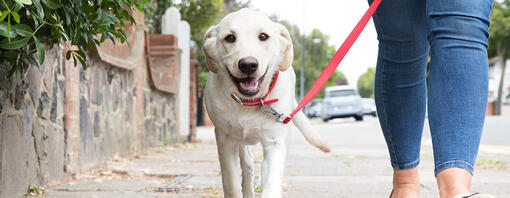 Hoe leer je een pup mooi aan de lijn te lopen? 